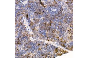 Immunohistochemistry of paraffin-embedded mouse spleen using Bag1 Rabbit mAb (ABIN7265847) at dilution of 1:50 (40x lens). (BAG1 Antikörper)