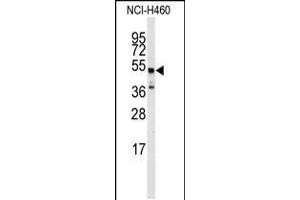 Western blot analysis of anti-ADRB2 Antibody (S364) in NCI-H460 cell line lysates (35ug/lane) (beta 2 Adrenergic Receptor Antikörper  (AA 345-373))