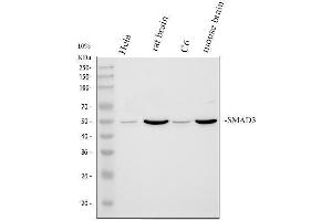 Western blot analysis of Smad3 using anti-Smad3 antibody (ABIN3043340).