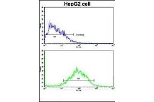 Flow cytometric analysis of HepG2 cells using WBP2 Antibody (C-term)(bottom histogram) compared to a negative control cell (top histogram). (WBP2 Antikörper  (C-Term))