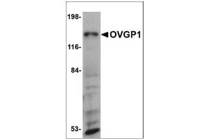 Western blot analysis of OVGP1 in 3T3 cell lysate with OVGP1 antibody at 1 µg/ml. (OVGP1 Antikörper  (N-Term))