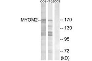 Western blot analysis of extracts from COS7/HT-29 cells, using MYOM2 Antibody. (MYOM2 Antikörper  (AA 612-661))