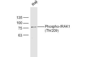 Raji cell lysates probed with Rabbit Anti-IRAK1 (Thr209) Polyclonal Antibody, Unconjugated  at 1:500 for 90 min at 37˚C. (IRAK1 Antikörper  (pThr209))
