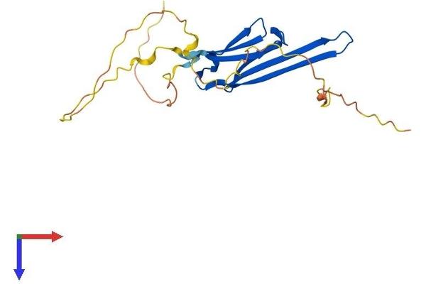 HSPB8 Protein (AA 1-196) (His tag)