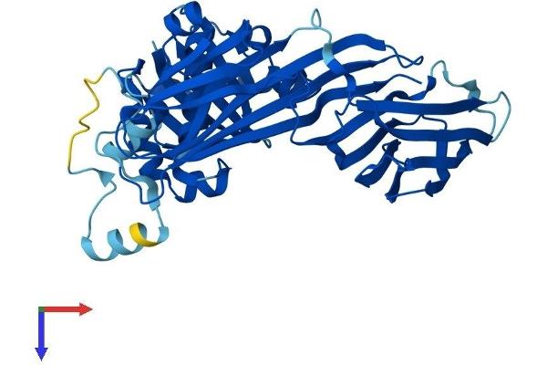 AP3M2 Protein (AA 1-418) (His tag)