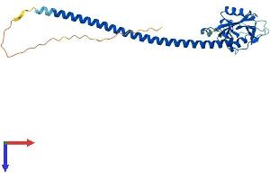 CLEC1A Protein (AA 1-280) (His tag)