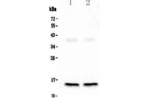 Western Blotting (WB) image for anti-Fatty Acid Binding Protein 3, Muscle and Heart (FABP3) (AA 119-133), (C-Term) antibody (ABIN3042627)