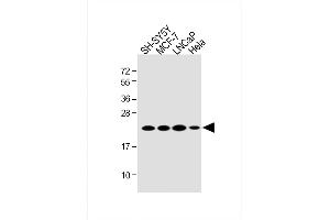 All lanes : Anti-RK7 Antibody (C-term) at 1:2000 dilution Lane 1: SH-SY5Y whole cell lysate Lane 2: MCF-7 whole cell lysate Lane 3: LNCaP whole cell lysate Lane 4: Hela whole cell lysate Lysates/proteins at 20 μg per lane. (PARK7/DJ1 Antikörper  (C-Term))