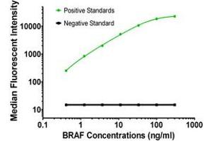 Luminex Assay (LMNX) image for anti-B-Raf proto-oncogene, serine/threonine kinase (BRAF) antibody (ABIN2715101)