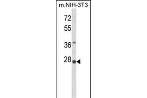 Western blot analysis of RPS8 Antibody (N-term) (ABIN6242934 and ABIN6579050) in NIH-3T3 cell line lysates (35 μg/lane). (RPS8 Antikörper  (N-Term))