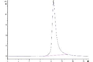 The purity of SARS-COV-2 Spike RBD ( N501Y,K417N,E484K ) is greater than 95 % as determined by SEC-HPLC. (SARS-CoV-2 Spike Protein (E484K, K417N, N501Y, RBD) (His tag))