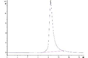 The purity of SARS-COV-2 Spike RBD ( N501Y,K417N,E484K ) is greater than 95 % as determined by SEC-HPLC.