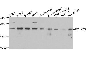 Western blot analysis of extracts of various cells, using POLR2G antibody. (POLR2G Antikörper)