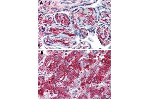 Immunohistochemical staining of formalin-fixed, paraffin-embedded human placenta (A) and human liver (B) tissue after heat-induced antigen retrieval. (PCSK6 Antikörper)