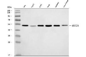 Western blot analysis of MAT2A using anti-MAT2A antibody (ABIN7599120). (MAT2A Antikörper  (AA 1-229))