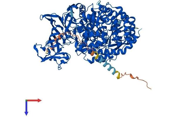 ENPEP Protein (AA 1-945) (His tag)