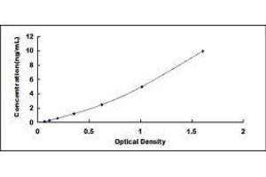 Toll-Like Receptor 10 (TLR10) ELISA Kit