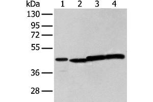 Western blot analysis of 293T cell using NUDT12 Polyclonal Antibody at dilution of 1:300 (NUDT12 Antikörper)