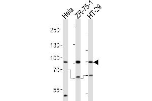 Western blot analysis of lysates from Hela, ZR-75-1, HT-29 cell line (from left to right), using SCUBE2 Antibody (Center ) (ABIN655409 and ABIN2844955). (SCUBE2 Antikörper  (AA 251-280))