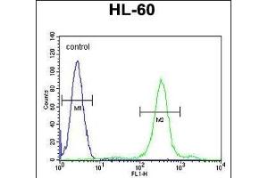 SPECC1 Antibody (Center) (ABIN656081 and ABIN2845427) flow cytometric analysis of HL-60 cells (right histogram) compared to a negative control cell (left histogram). (NSP5 Antikörper  (AA 705-733))