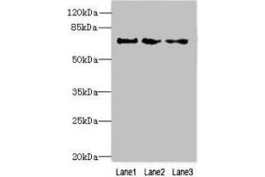 Western blot All lanes: PPIL4 antibody at 4 μg/mL Lane 1: Hela whole cell lysate Lane 2: Mouse kidney tissue Lane 3: HepG2 whole cell lysate Secondary Goat polyclonal to rabbit IgG at 1/10000 dilution Predicted band size: 58 kDa Observed band size: 70 kDa (PPIL4 Antikörper  (AA 1-492))