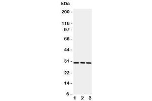 Western blot testing of CD134 / OX40 antibody and rat samples 1:  brain (TNFRSF4 Antikörper  (N-Term))