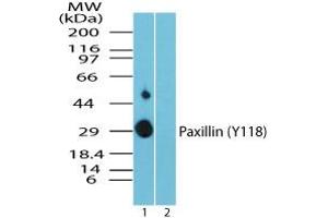 Image no. 1 for anti-Paxillin (PXN) (pTyr118) antibody (ABIN960317) (Paxillin Antikörper  (pTyr118))