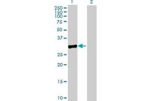 Western Blot analysis of MPPED2 expression in transfected 293T cell line by MPPED2 MaxPab polyclonal antibody. (MPPED2 Antikörper  (AA 1-294))