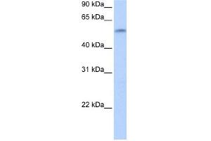 WB Suggested Anti-ZNF280A Antibody Titration:  0. (ZNF280A Antikörper  (C-Term))