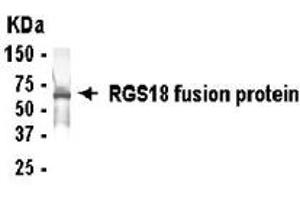 Western Blotting (WB) image for anti-Regulator of G-Protein Signalling 18 (RGS18) (AA 11-100) antibody (ABIN2467882) (RGS18 Antikörper  (AA 11-100))