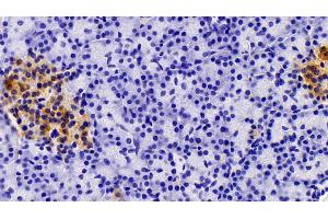 Detection of AMH in Porcine Pancreas Tissue using Polyclonal Antibody to Anti-Mullerian Hormone (AMH) (AMH Antikörper  (AA 419-575))