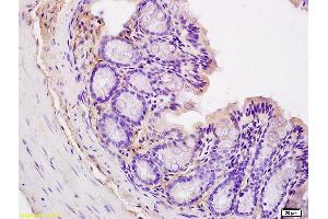 Formalin-fixed and paraffin embedded mouse intestine labeled with Anti CD44v5 Polyclonal Antibody, unconjugated (ABIN680623) at 1:200 followed by incubation with conjugated secondary antibody and DAB staining (CD44RC (AA 61-139) Antikörper)