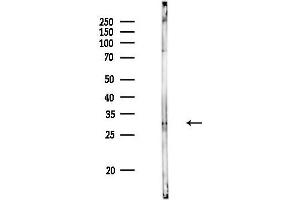 Western blot analysis of lysates from Rat liver, using BAFF Antibody at 1/1000 dilution.