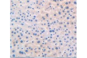 IHC-P analysis of Mouse Tissue, with DAB staining. (PPARD Antikörper  (AA 260-426))