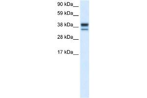 WB Suggested Anti-MAPK14 Antibody Titration:  0. (MAPK14 Antikörper  (C-Term))