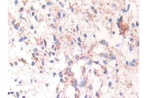 Immunohistochemistry (IHC) image for anti-Heat Shock 60kDa Protein 1 (Chaperonin) (HSPD1) (AA 172-343) antibody (ABIN7438895)