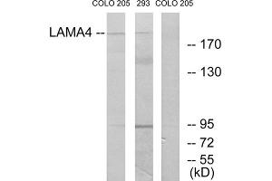 Western blot analysis of extracts from COLO cells and 293 cells, using LAMA4 antibody. (LAMa4 Antikörper  (Internal Region))