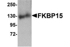 Western Blotting (WB) image for anti-FK506 Binding Protein 15, 133kDa (FKBP15) (N-Term) antibody (ABIN1031380) (FKBP15 Antikörper  (N-Term))