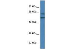 Image no. 1 for anti-Olfactomedin 3 (OLFM3) (AA 390-439) antibody (ABIN6746352)