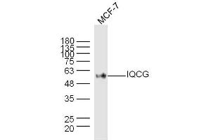 MCF-7 lysates probed with IQCG Polyclonal Antibody, Unconjugated  at 1:300 dilution and 4˚C overnight incubation. (IQCG Antikörper)