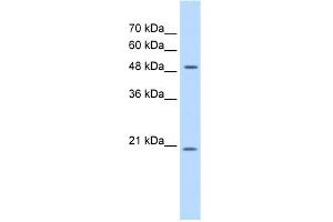 WB Suggested Anti-GCNT4 Antibody Titration:  0. (GCNT4 Antikörper  (C-Term))