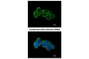 ICC/IF Image Immunofluorescence analysis of methanol-fixed A431, using FLRT1, antibody at 1:200 dilution.