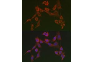 Immunofluorescence analysis of NIH/3T3 cells using HSP47/SERPINH1 Rabbit pAb  at dilution of 1:100 (40x lens). (SERPINH1 Antikörper)