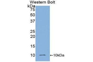 Western Blotting (WB) image for anti-Insulin (INS) (AA 90-110) antibody (ABIN1859459) (Insulin Antikörper  (AA 90-110))