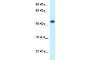 Image no. 1 for anti-Integrin-Linked Kinase-Associated Serine/threonine Phosphatase 2C (ILKAP) (AA 310-359) antibody (ABIN6747741) (ILKAP Antikörper  (AA 310-359))