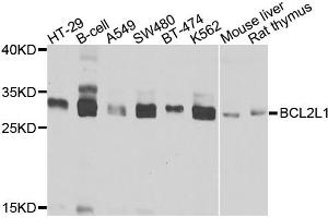 Western blot analysis of extracts of various cell lines, using BCL2L1 antibody. (BCL2L1 Antikörper)