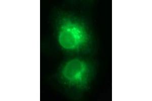 Immunofluorescence (IF) image for anti-T-cell surface glycoprotein CD1c (CD1C) antibody (ABIN2670676) (CD1c Antikörper)