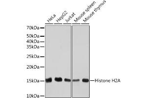 Western blot analysis of extracts of various cell lines, using Histone H2A Rabbit mAb (ABIN7267703) at 1:1000 dilution. (HIST1H2AE Antikörper)