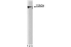 Western blot analysis of Adaptin alpha on a rat cerebrum lysate. (alpha Adaptin Antikörper  (AA 38-215))
