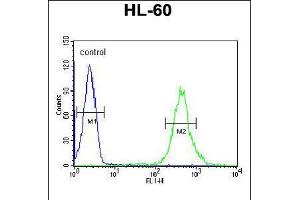 Flow cytometric analysis of HL-60 cells (right histogram) compared to a negative control cell (left histogram). (CRIP1 Antikörper  (C-Term))